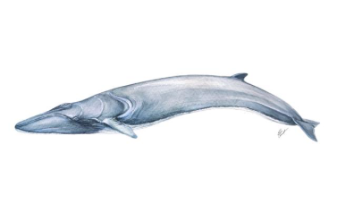 TALLER DE ILUSTRACIÓN CIENTÍFICA: LA BALLENA CON EVA CARRET