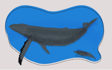 DESCUBRE: LA BALLENA Y OTROS CETÁCEOS