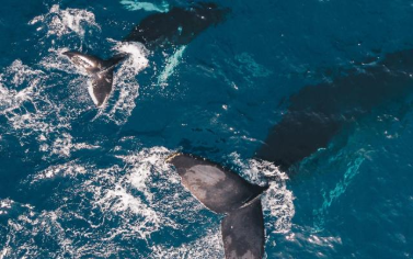 ENTRE BALLENAS Y DELFINES